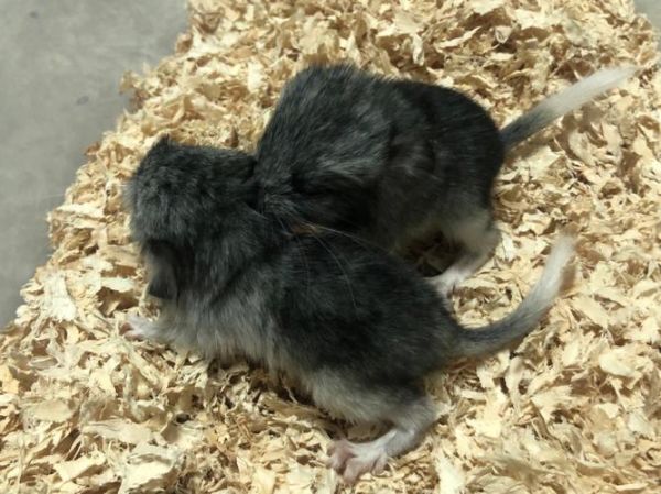 银斑龙猫(它和普通龙猫有什么区别)