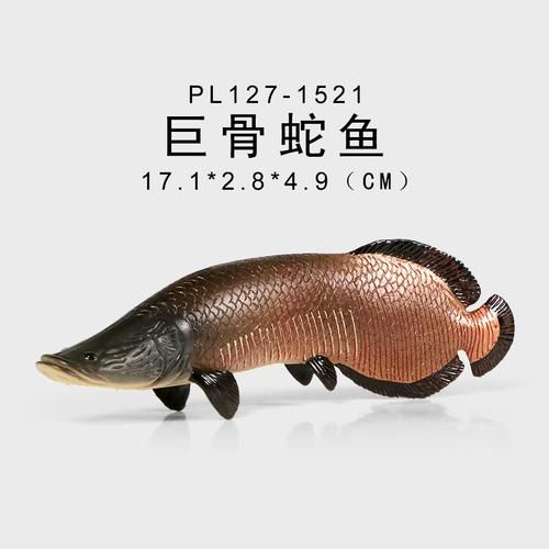 银斧鱼(亚马逊还是深海)
