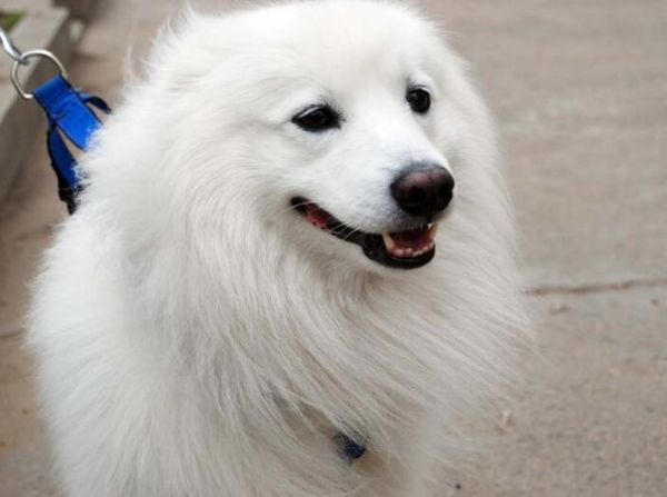银狐犬(什么时候才能变长毛)