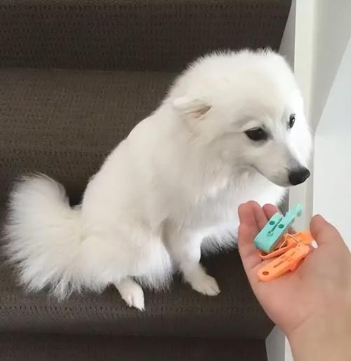 银狐犬图片(为什么那么多人喜欢它)