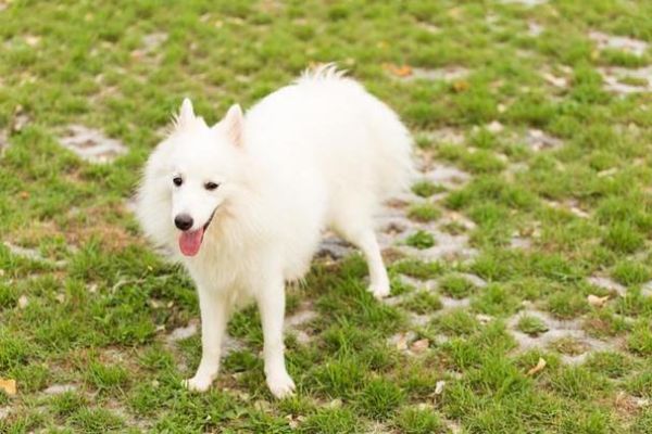 银狐狗(它们真的像传说中那样聪明忠诚吗)