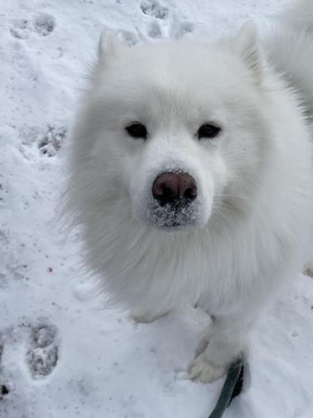 银狐狗(它们真的像传说中那样聪明忠诚吗)