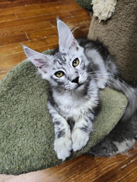 银虎斑猫(是不是更好养)