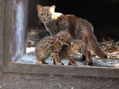锈斑猫( 锈斑猫的体型有多惊人)