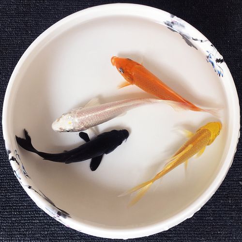 锦鱼得水怎么做( 井水养锦鱼要注意什么)