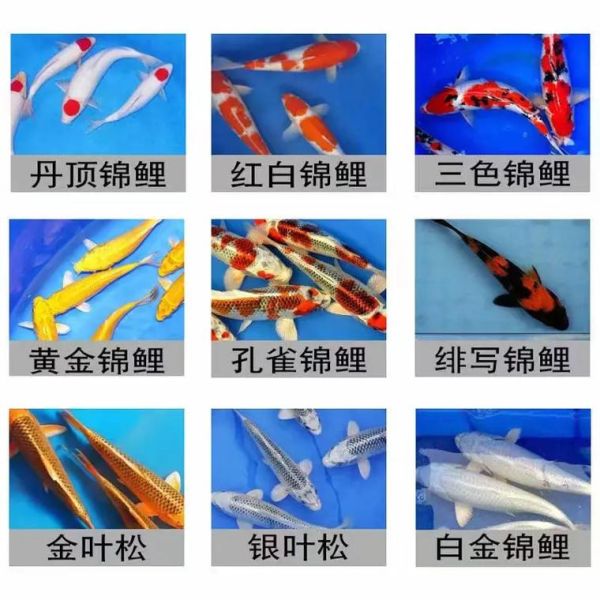锦鲤养殖(有哪些常见误区)