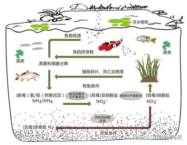 锦鲤养殖(有哪些常见误区)