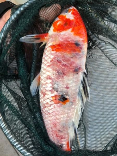 锦鲤的饲养( 常见的鱼病有哪些)