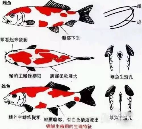锦鲤的饲养方法(喂多少才合适)