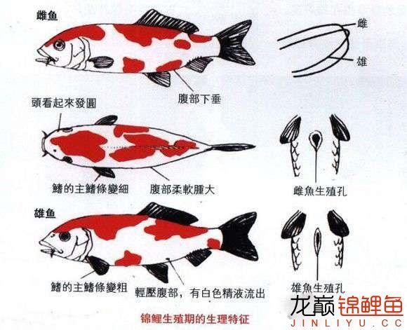 锦鲤论坛(怎样才能找到)