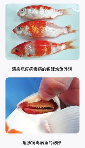 锦鲤鱼(哪些方面需要注意才能少生病)