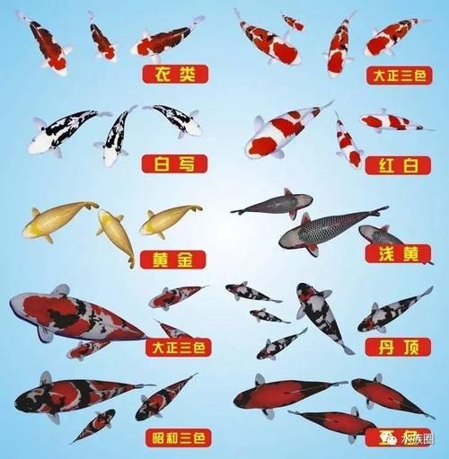 锦鲤鱼品种(哪几种比较适合新手)