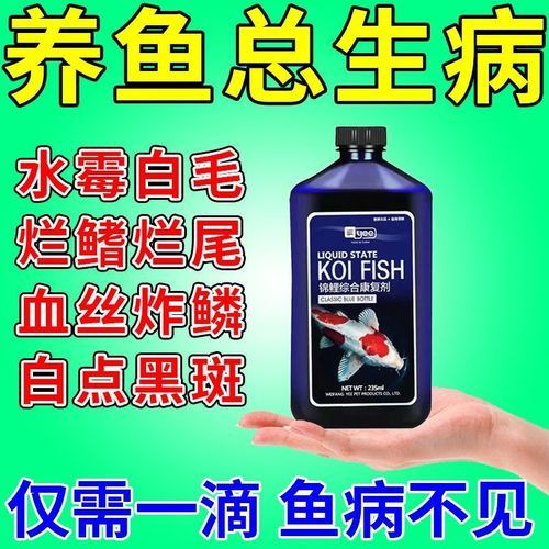 锦鲤鱼常见病( 怎么才能让它恢复活力)