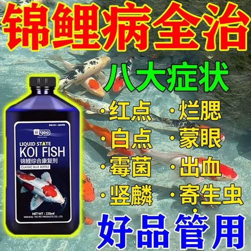 锦鲤鱼常见病( 怎么才能让它恢复活力)