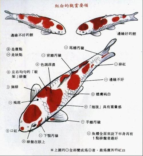 锦鲤鱼怎么养( 水质怎么保持才干净)