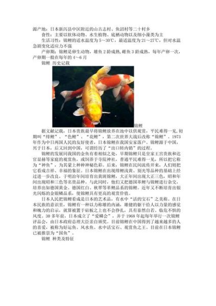 锦鲤鱼怎么养( 水质怎么保持才干净)