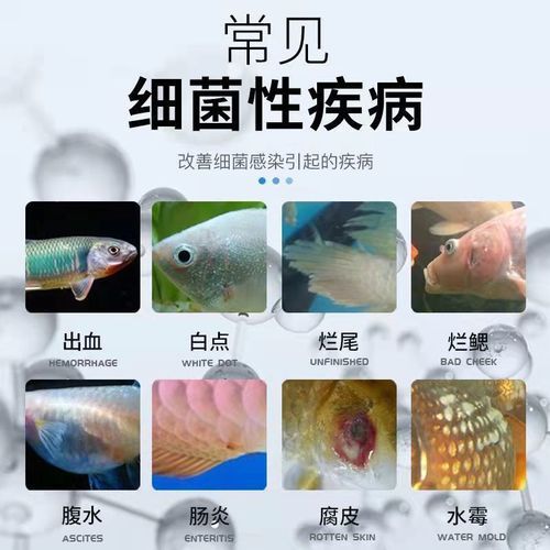 锦鲤鱼病( 该怎么处理)