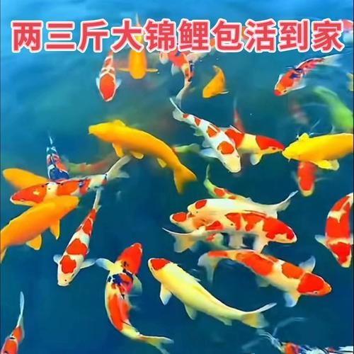 锦鲤鱼的饲养( 养锦鲤鱼需要注意什么)
