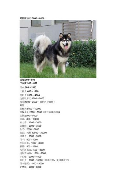 长不大的宠物狗价格(怎么才能买到合适的)