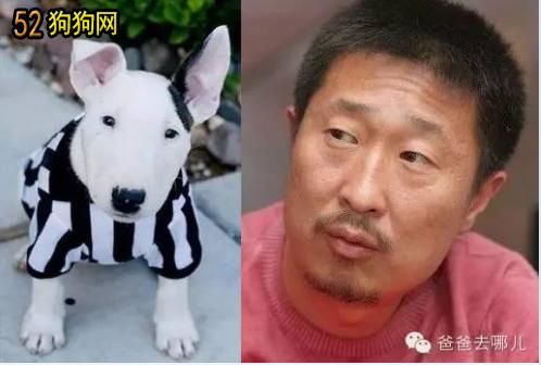 长得像林永健的狗(这得让牛头梗自己来评判吧)