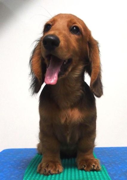 长毛腊肠犬(它是不是真的特别勇敢)