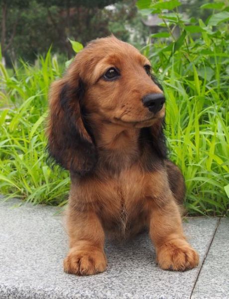 长毛腊肠犬(它是不是真的特别勇敢)