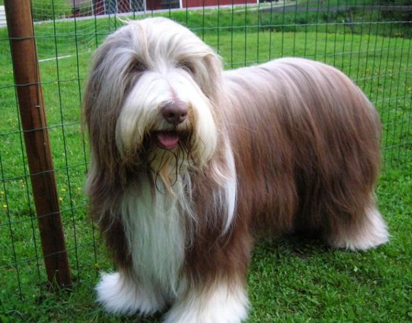 长须牧羊犬(它有什么特别之处吗)