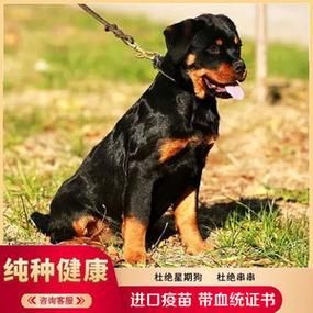 防暴犬价格( 怎么判断防暴犬的质量)