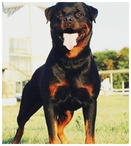 防暴犬厉害吗(它们会攻击人吗)