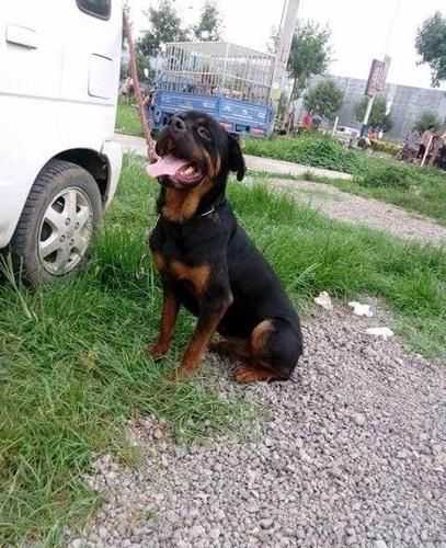 防暴犬图片(和普通狗狗一样吗)