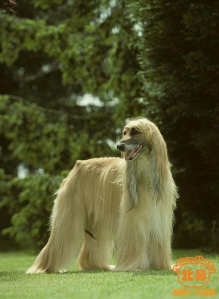 阿富汗犬图片(这狗到底咋养)
