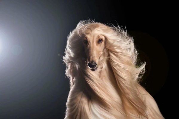 阿富汗犬图片(这狗到底咋养)