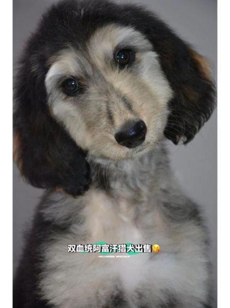 阿富汗猎犬价格(血统纯正的价格能接受吗)