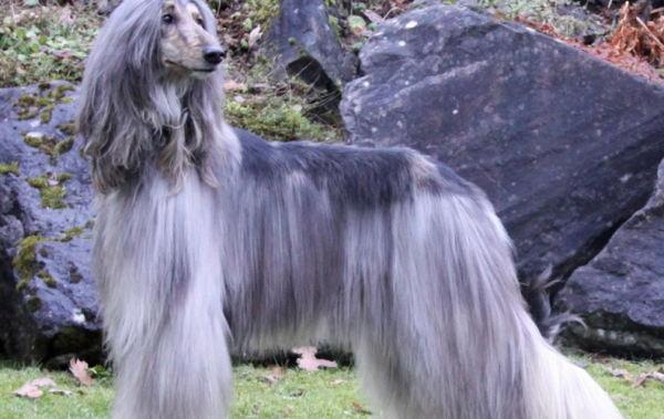 阿富汗猎犬价格(血统纯正的价格能接受吗)