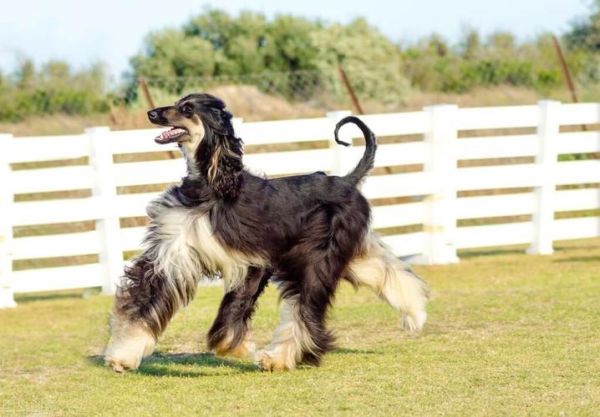 阿富汗猎犬多少钱(为什么在国内禁养)