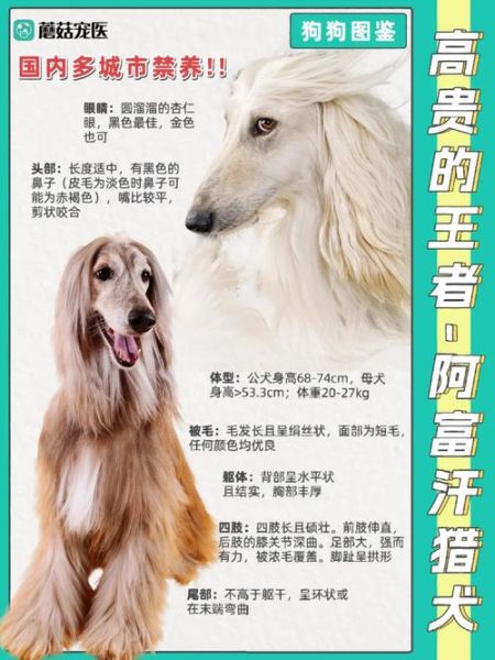 阿富汗猎狗(它的美貌背后有什么故事)