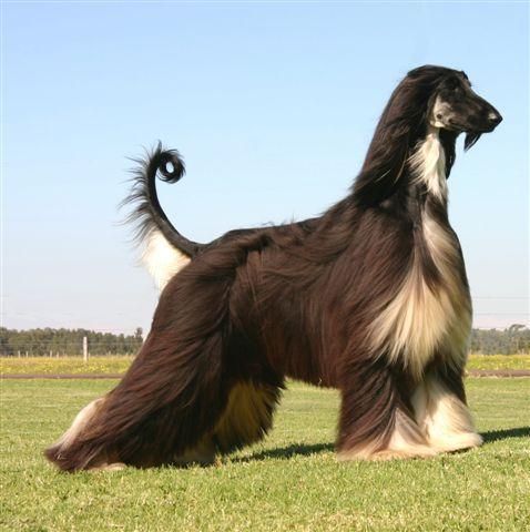 阿富汗猎狗(它的美貌背后有什么故事)