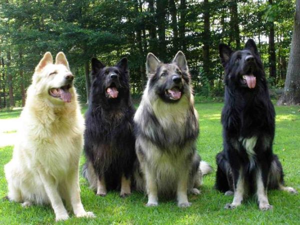 阿尔萨斯牧羊犬( 它们之间有什么关系)