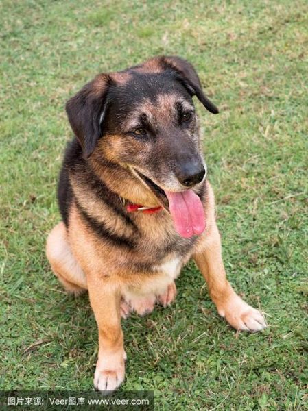 阿尔萨斯牧羊犬( 它们之间有什么关系)