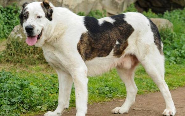 阿拉拜犬( 它是怎样成为土库曼斯坦的国宝的)