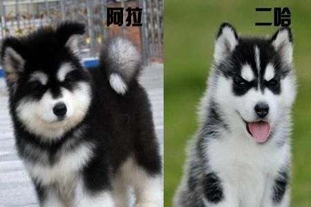 阿拉斯加和哈士奇的区别(谁更像忠诚的伙伴)
