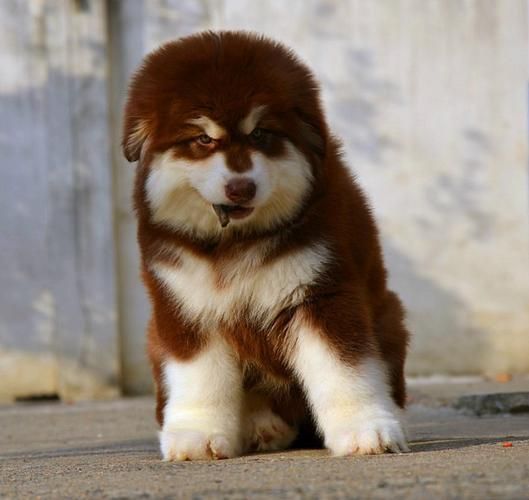 阿拉斯加犬( 哪种更适合家庭养)