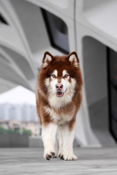 阿拉斯加犬( 哪种更适合家庭养)