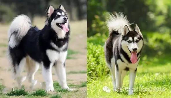 阿拉斯加犬与哈士奇(哪个更像小巧的家伙)