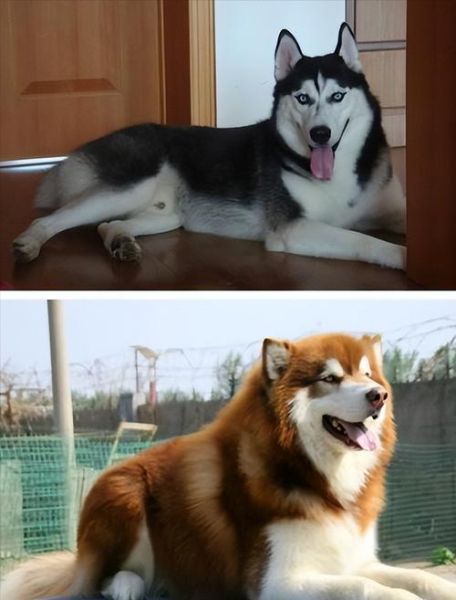阿拉斯加犬与哈士奇(哪个更像小巧的家伙)