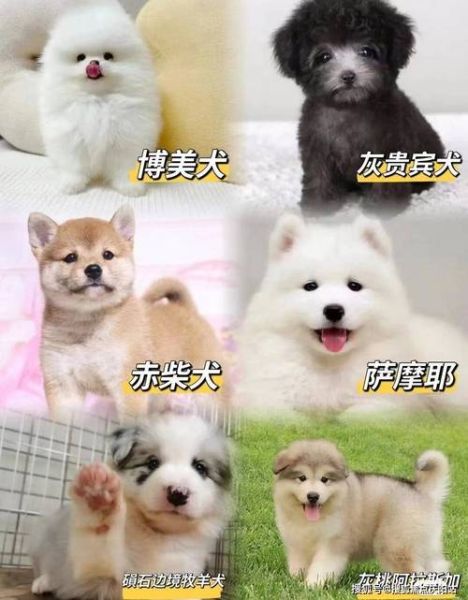 阿拉斯加犬价格(应该去哪里买)