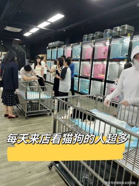 阿拉斯加犬价格(应该去哪里买)