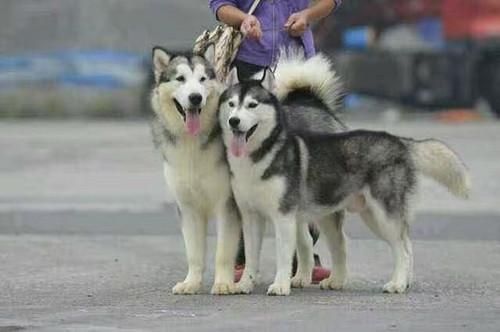 阿拉斯加犬和哈士奇(哪种更好驾驭)