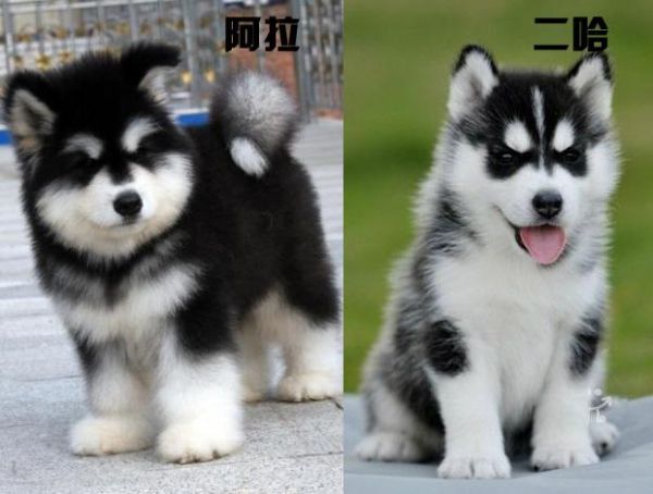 阿拉斯加犬哈士奇(它们有什么区别)