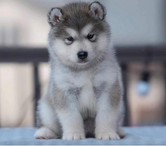 阿拉斯加犬图片(养了之后会后悔吗)